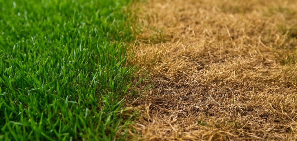 How to Repair Bare Spots in Lawn