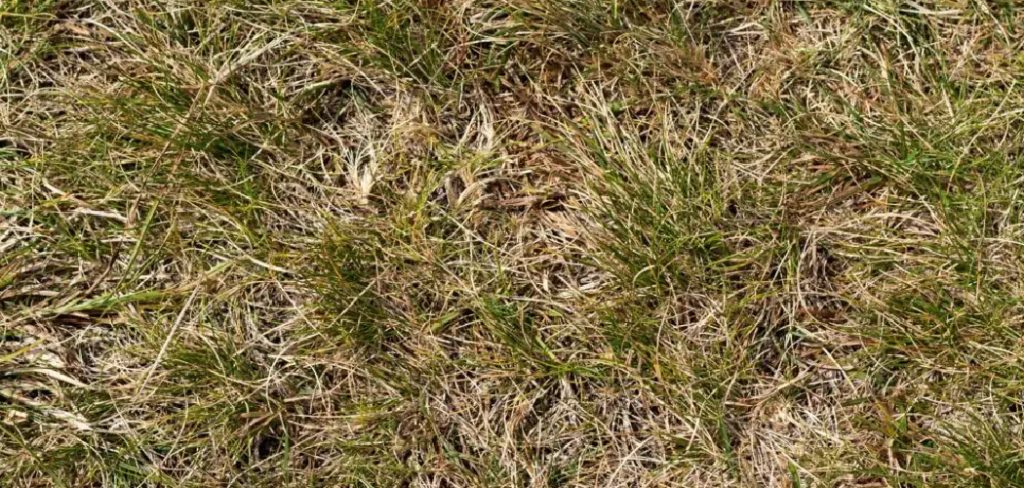 How to Repair Brown Grass Patches