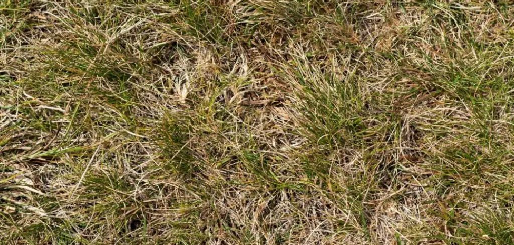 how to repair burnt grass