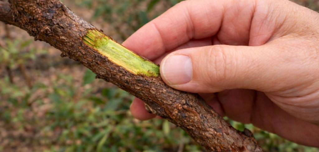 How to Repair Damaged Tree Bark