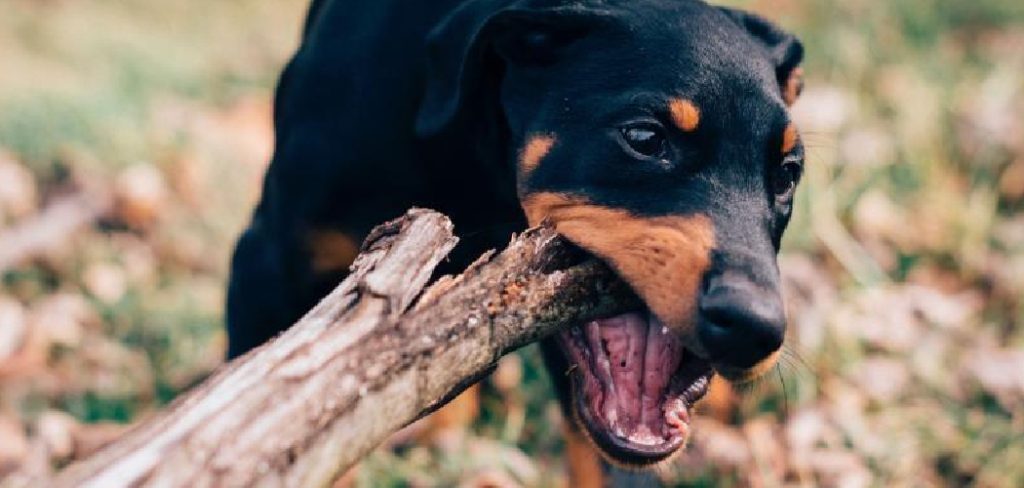 How to Repair Dog Chewed Wood