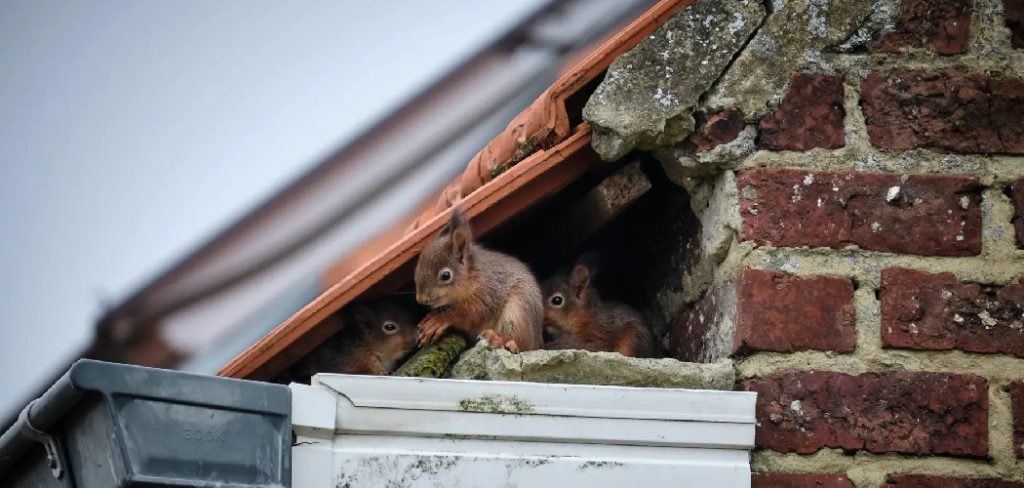 How to Repair Squirrel Hole in Attic