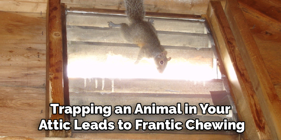 Trapping an Animal in Your 
Attic Leads to Frantic Chewing