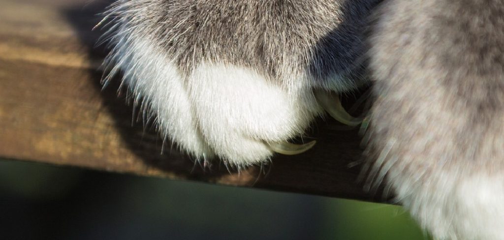 How To Repair Leather Furniture With Cat Scratches