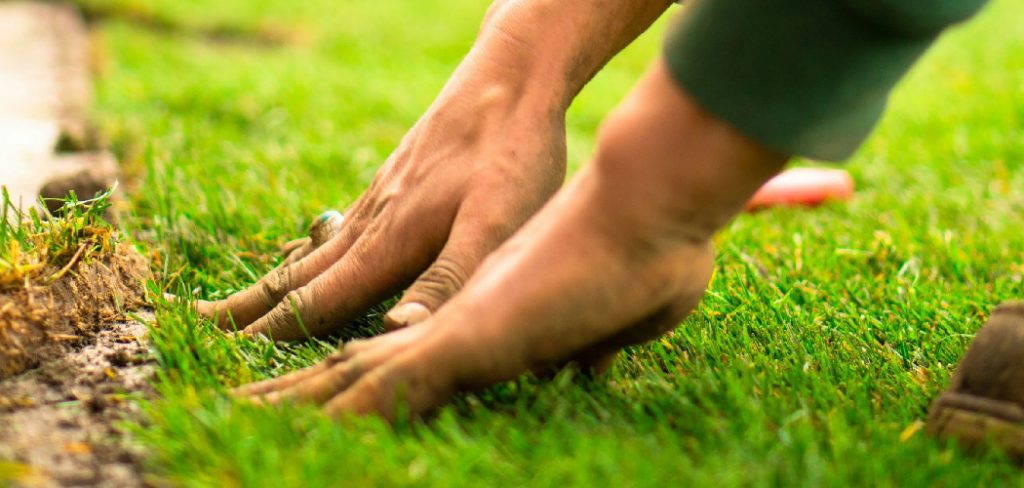 How to Fix Holes in Yard from Dog Digging